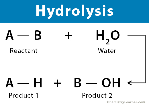 How can hydrolysis affect drug metabolism - Asonya Gh